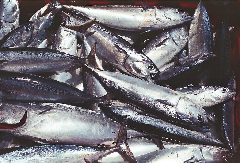 "Fish" by Vincent-Lin is licensed under CC BY-SA 2.0.